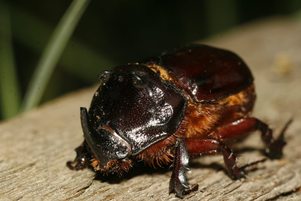 Новости природоведения