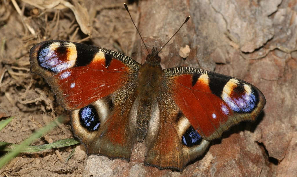Заапгрейдился